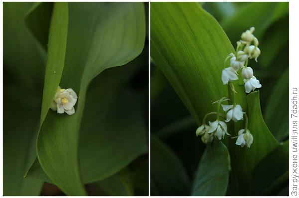 Ландыш Flore Pleno