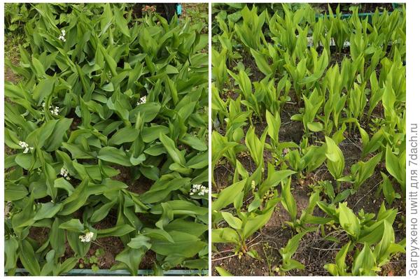 Ландыши Flore Pleno сорняки к себе не подпустят