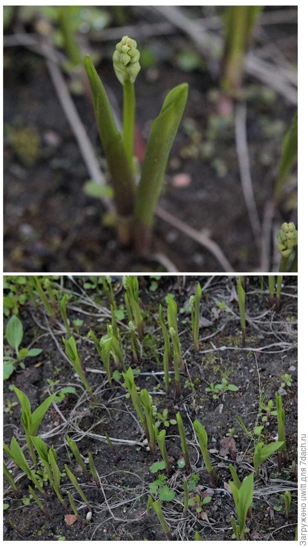 Ландыши Flore Pleno в начале вегетации