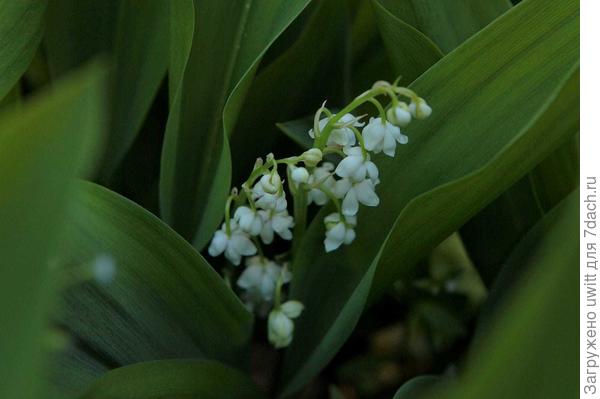 Ландыш майский махровый Flore Pleno