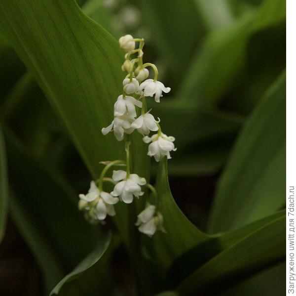 Ландыш Flore Pleno