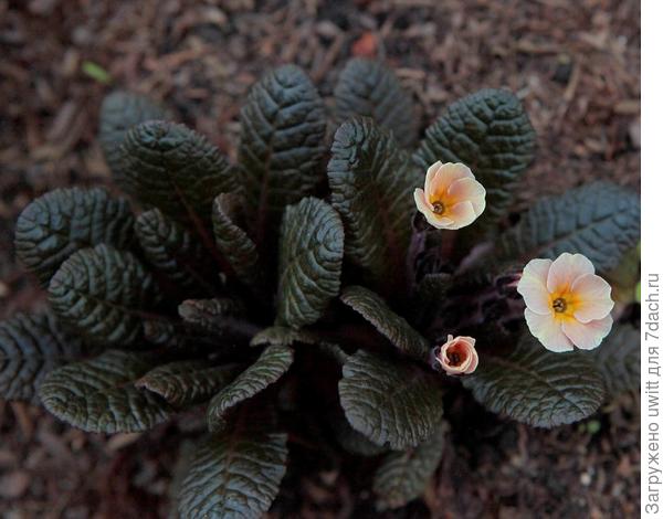 Примула Dunbeg