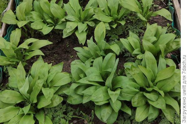 Вырастает очень красивая и широкая листва на солнечном месте