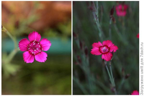 Цветки гвоздики травянки Самос при выращивании на солнце и в полутени