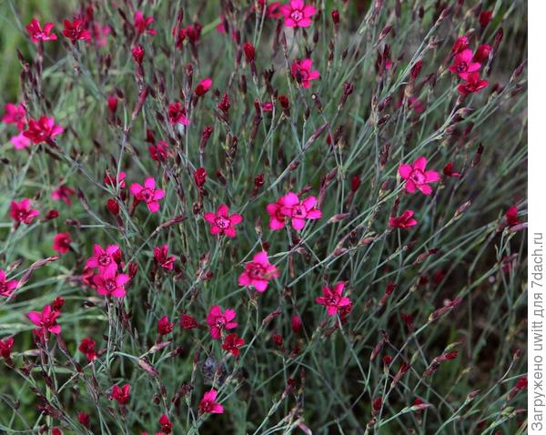 Цветение в полутени на высоченных цветоносах