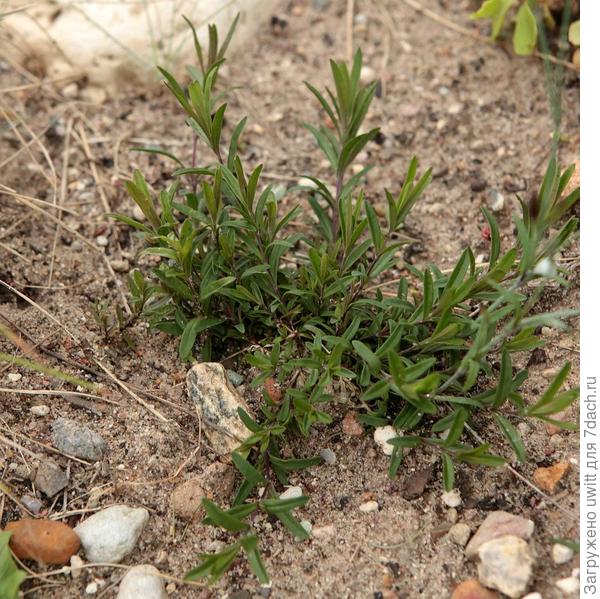 Готовится к цветению в начале июня