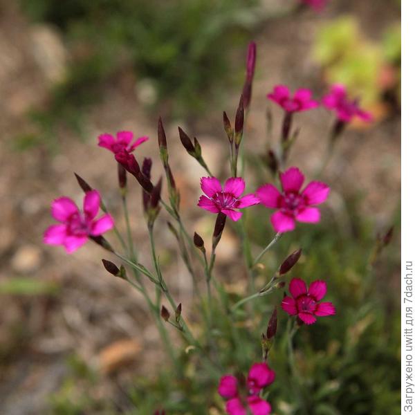 Изящное цветение на солнце