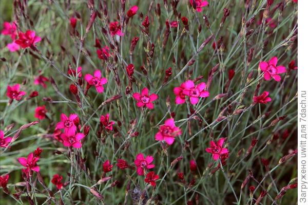 Цветение на второй год после посадки в полутени