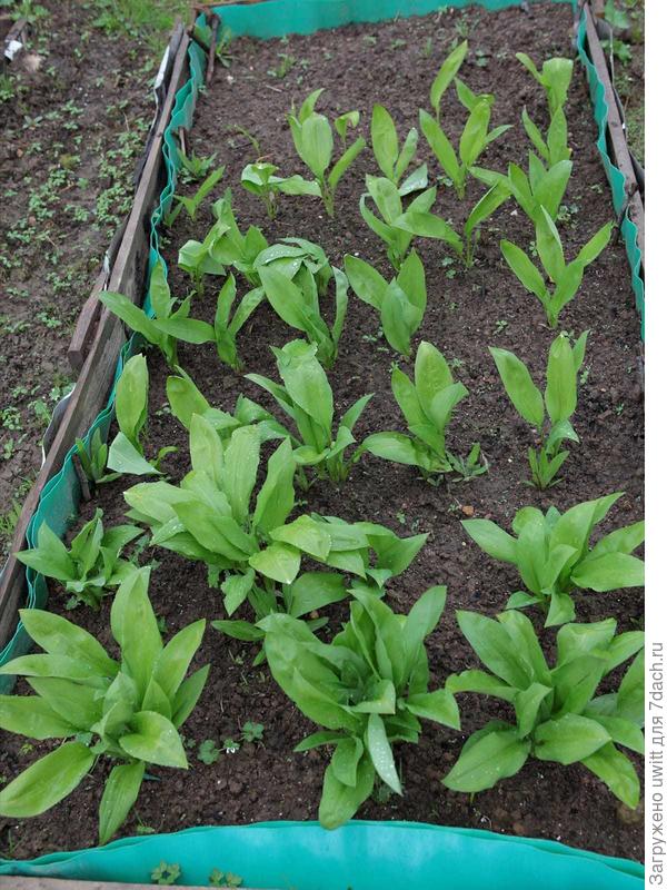 Черемша на грядке