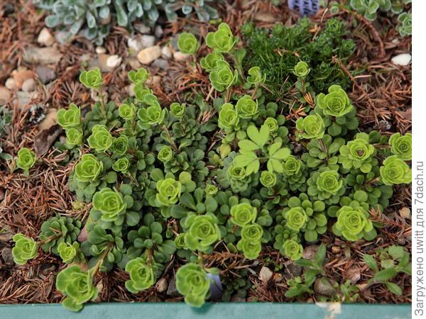 Начало вегетации