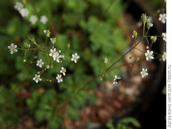 Цветки камнеломки клинолистной
