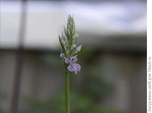 Начало цветения