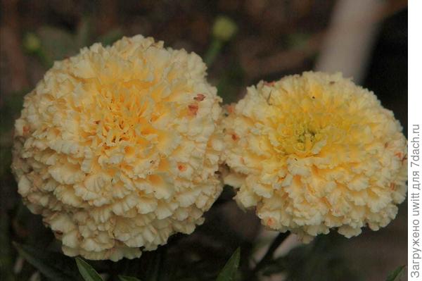 Бархатцы White Gold Max в конце цветения