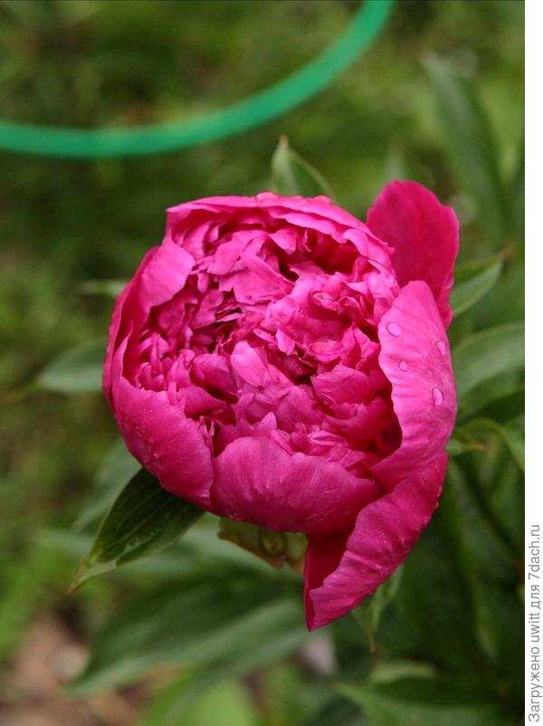 Полуроспуск