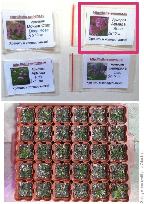 Семена и рассада армерии Армада Роз