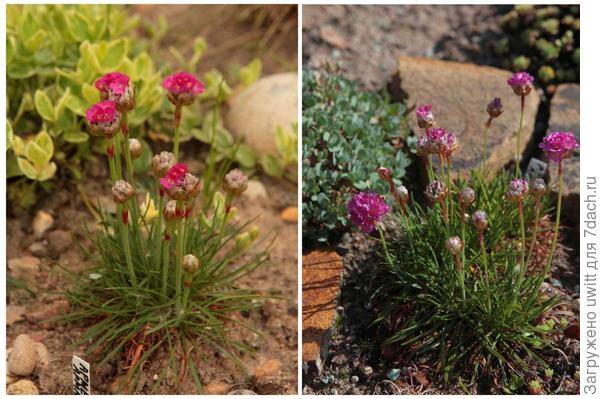 Начало цветения