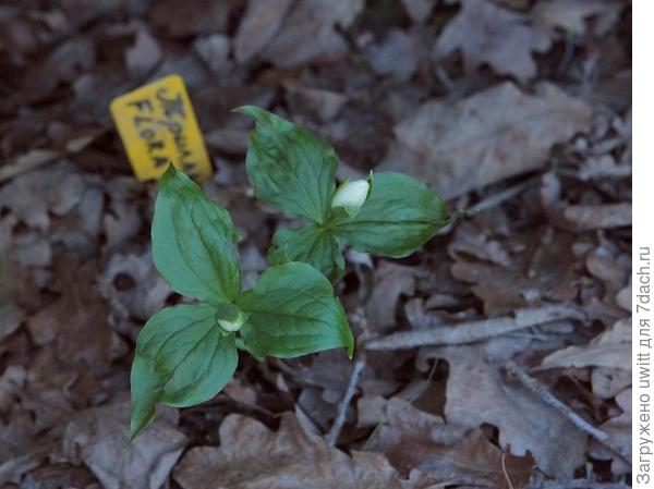 Бутоны триллиума