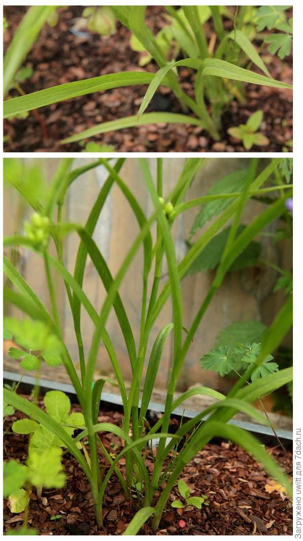 Листья и стебли традесканции Little Doll