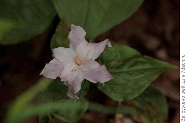 С окончанием цветения цветок розовеет