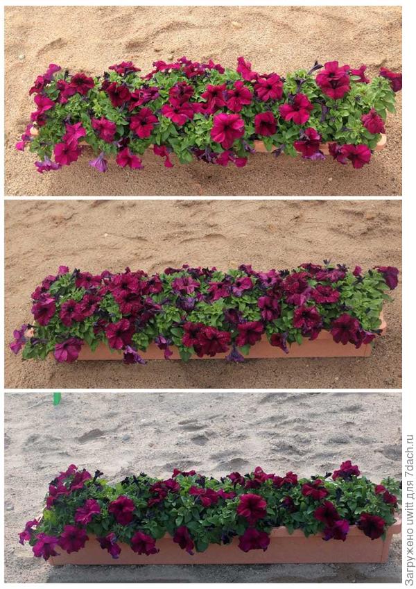 Попытки отснять петунию Саксесс HD Burgundy