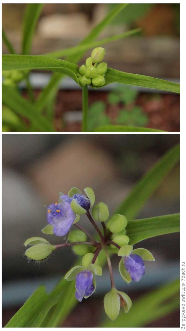 В тени складывает лепестки обратно в бутончик