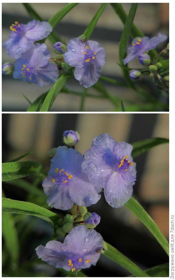 На рассвете распускает цветы традесканция Little Doll