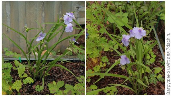 Кустик хорош со всех сторон