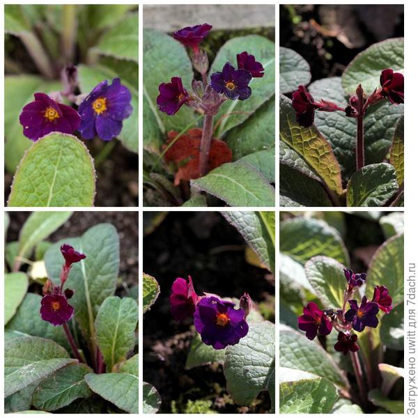 Аметист Ковичан от Барнхавен