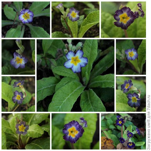 Париж-90 от Барнхавен дали много прекрасных расщепов окраски, с наступлением похолодания из фиолетового стали голубыми