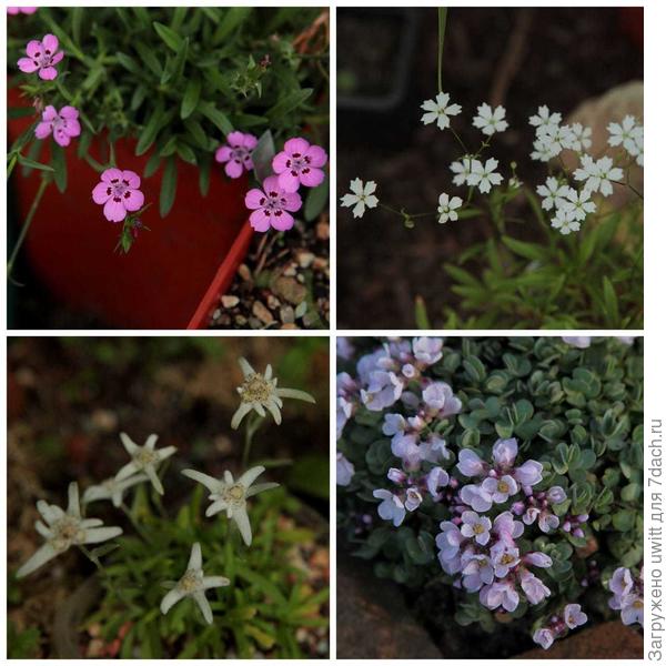 Растения из Зоны 7, процветшие летом: