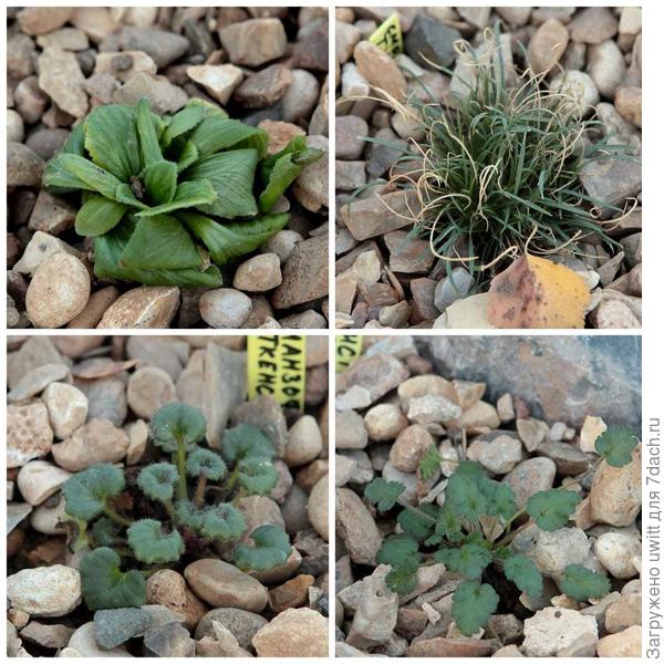 Кальцеолярия двухцветковая, смолевка Турчанинова, романзоффия ситхенская, аистник корсиканский 