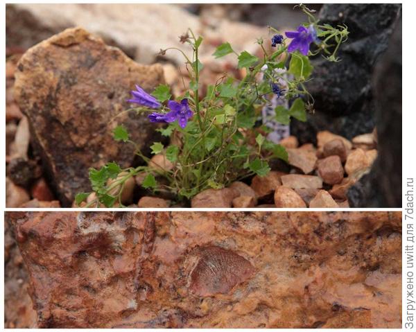 Колокольчик Портеншлага Мила