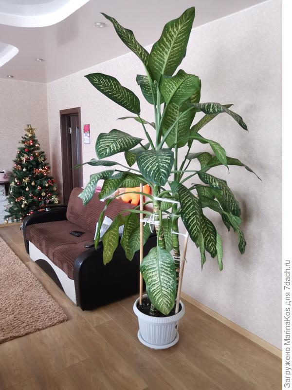 Вот такая красавица растёт у меня дома.