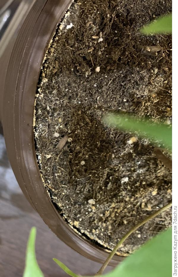 Грунт отходит от горшка