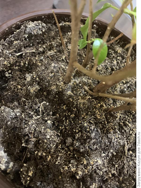 Ужасно выглядет