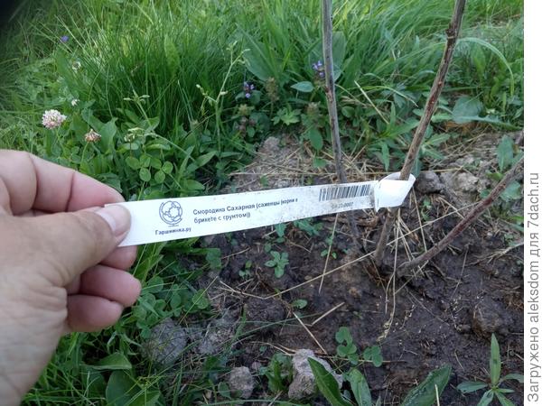 фото засохшей смородины сахарной