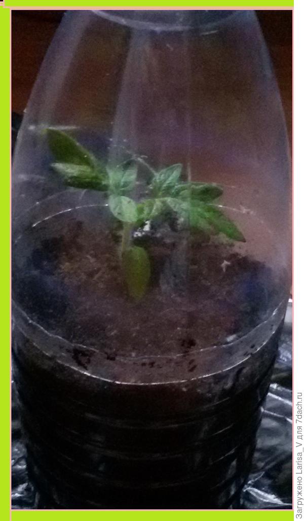 Домик новосельца)