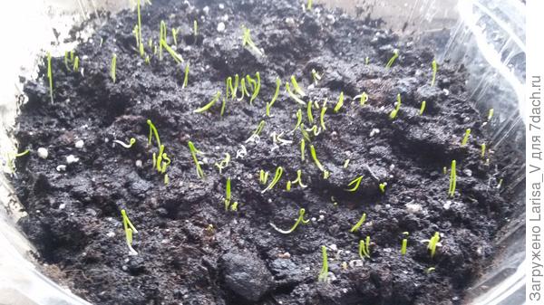 Порей Аллигатор