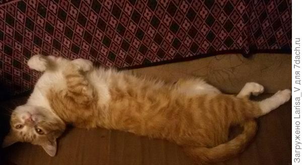 Тигр отдыхает)