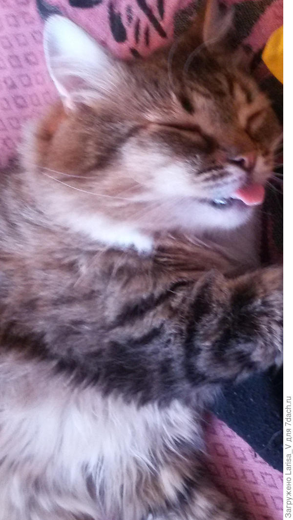 Когда забыл язычок)