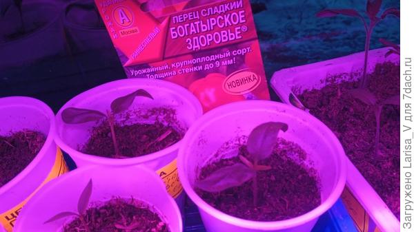 первые листочки "Богатырского здоровья"