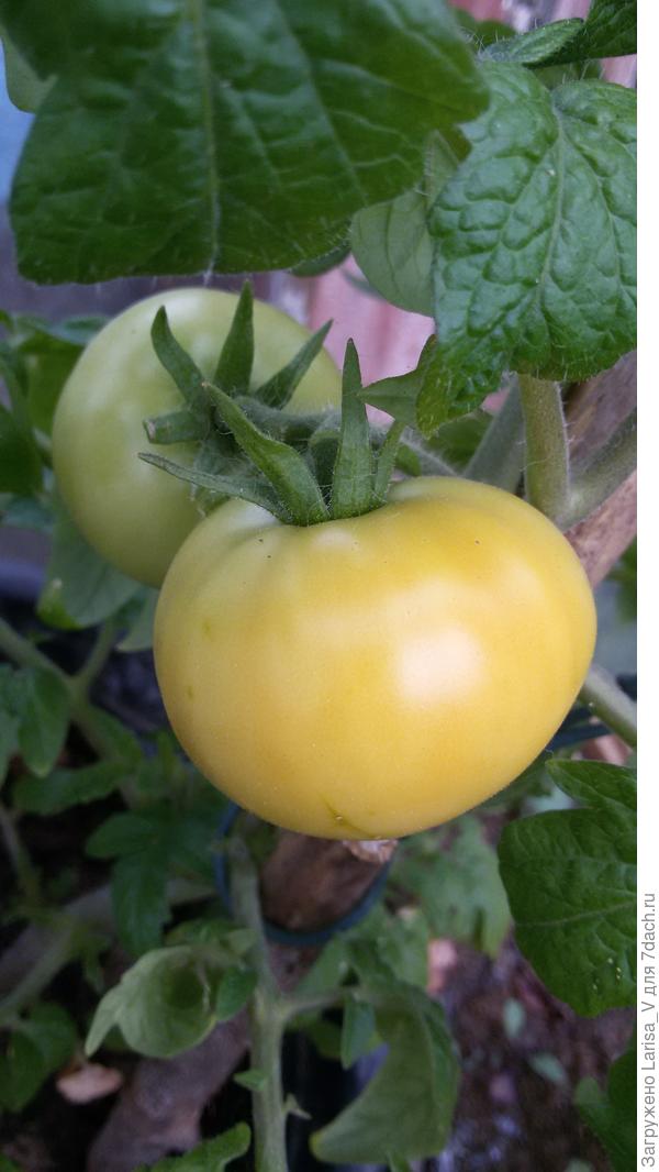 а это ранние в ведре