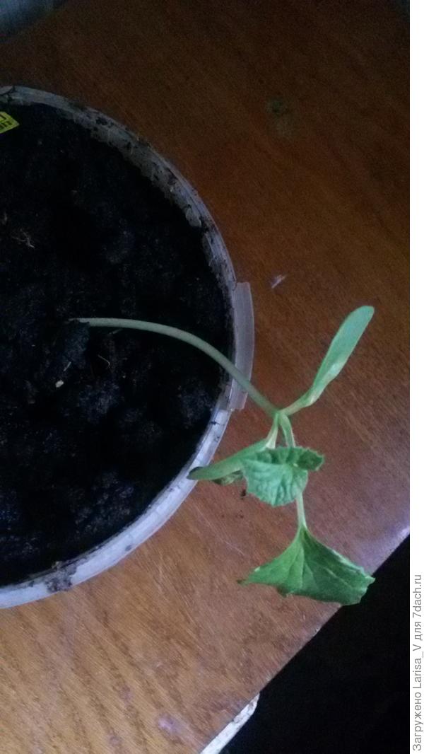 Дынька всего 1: сибирская медовая. Была еще лолита, но кошка ей снесла голову