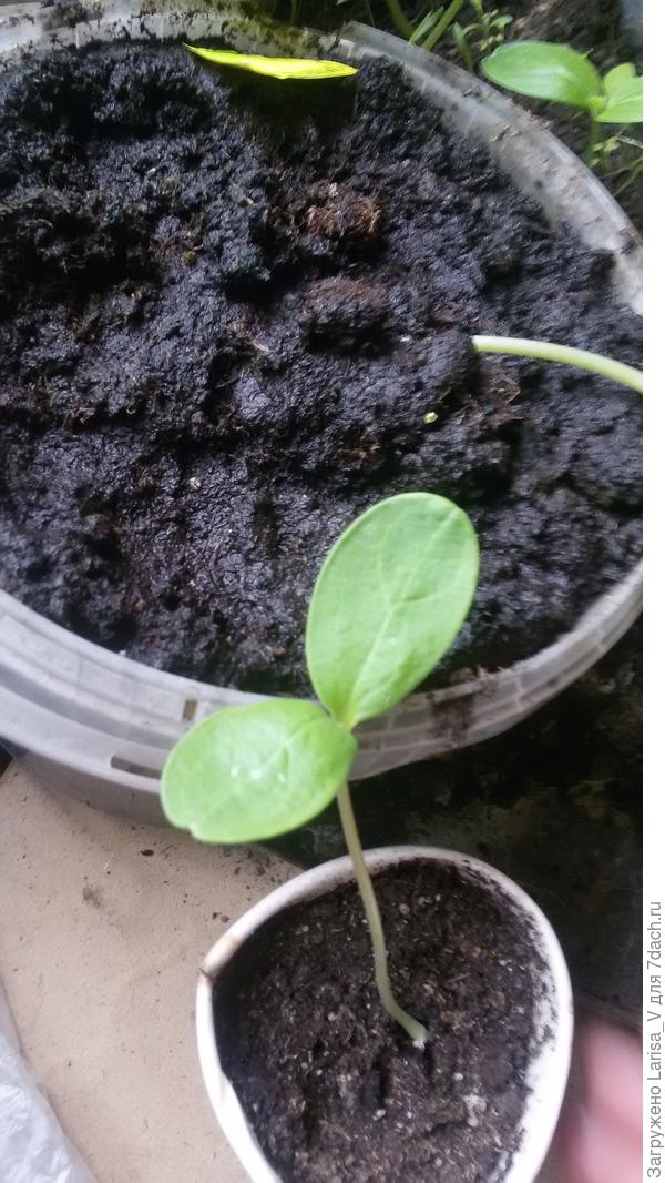 Сахарный малыш