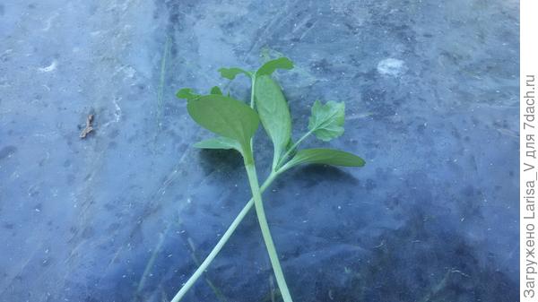 И лежачие Кримсоны. Совсем крохи еще, и сильно вытянулись.