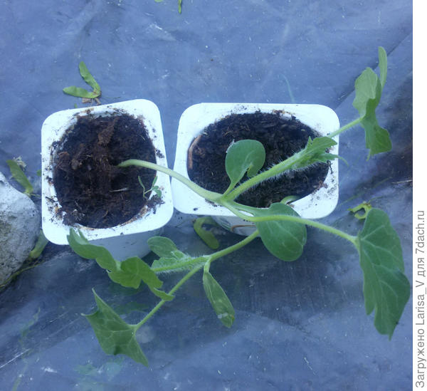 Сахарный малыш