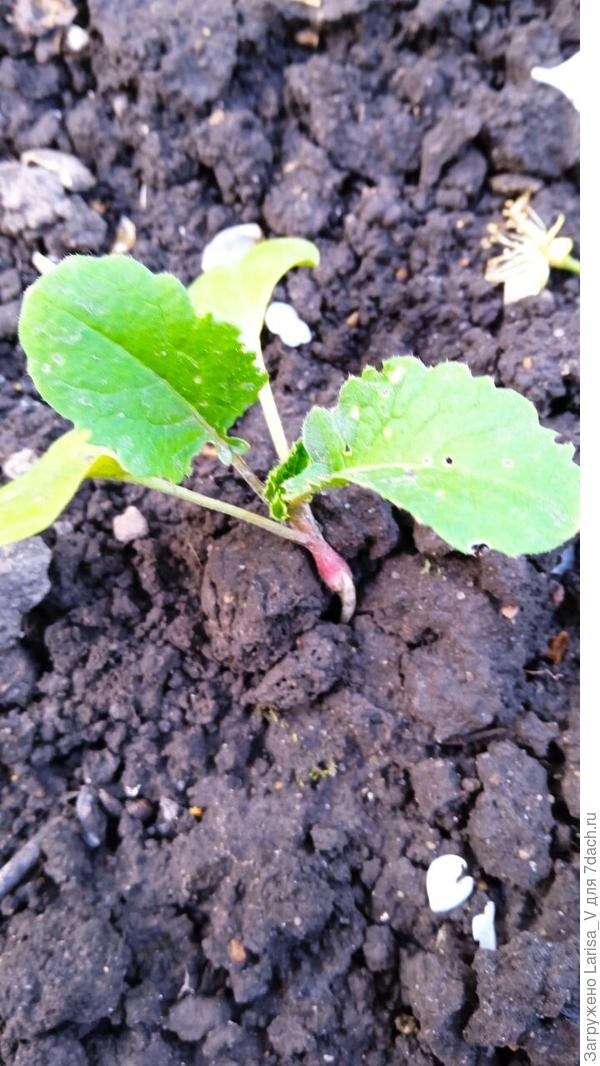 один "Немо" заболел