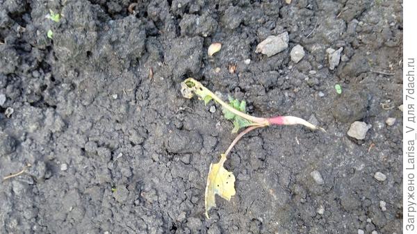 пациент скорее мертв, чем жив