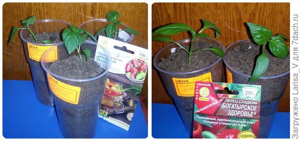 посев Б после перевалки