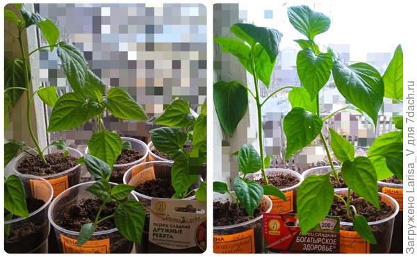 10 апреля - 8 дней после перевалки/пикировки